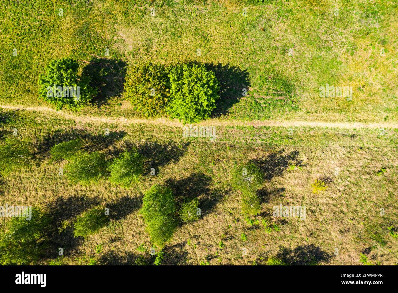 Aerial photography a dirt road in the middle of a fir forest fro Stock Photo