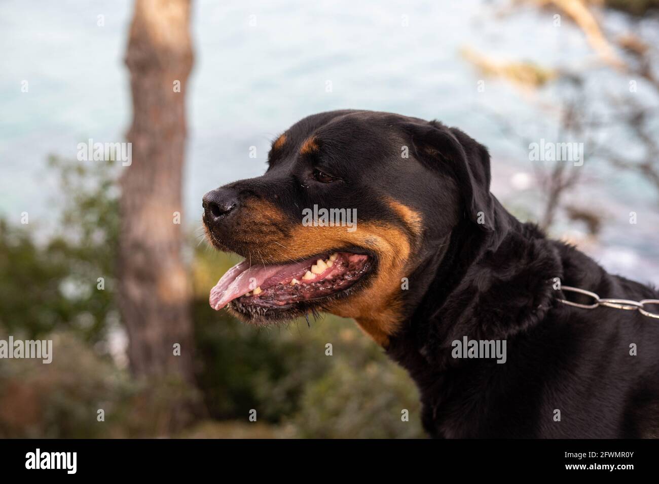 Female german line rottweiler dog enjoying a day out in the countrysid Stock Photo