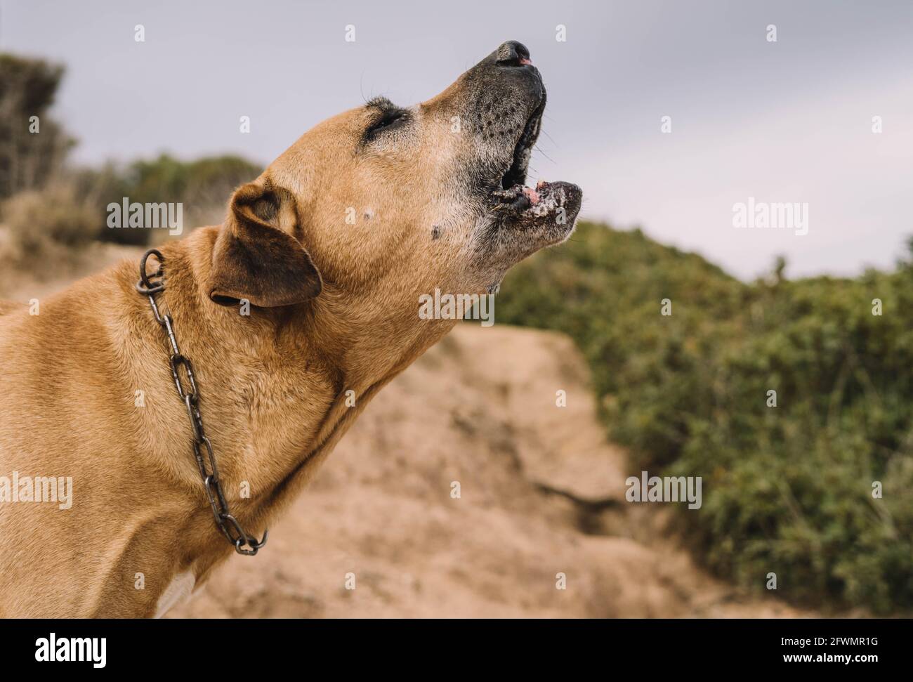 Old and brown Uruguayan cimarron breed dog enjoying a sunny day in the Stock Photo