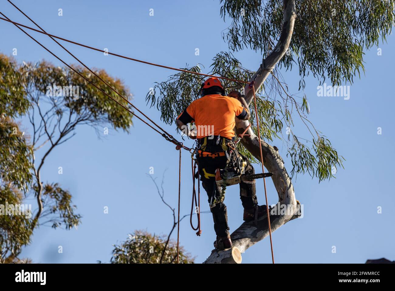 Tree lopper removing branches from Eucalypt tree Stock Photo