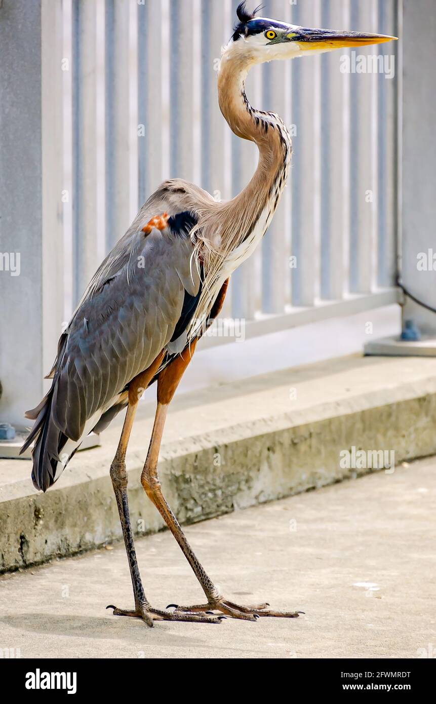 A male great blue heron watches nearby fishermen in case they drop bait on the Point Cadet fishing bridge, May 22, 2021, in Biloxi, Mississippi. Stock Photo