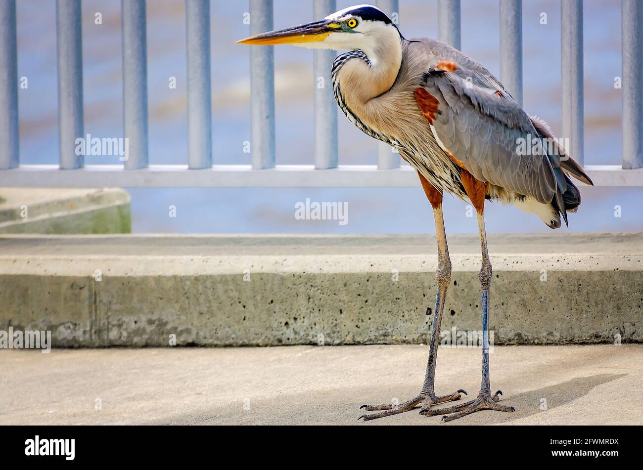 A female great blue heron watches nearby fishermen in case they drop bait on the Point Cadet fishing bridge, May 22, 2021, in Biloxi, Mississippi. Stock Photo