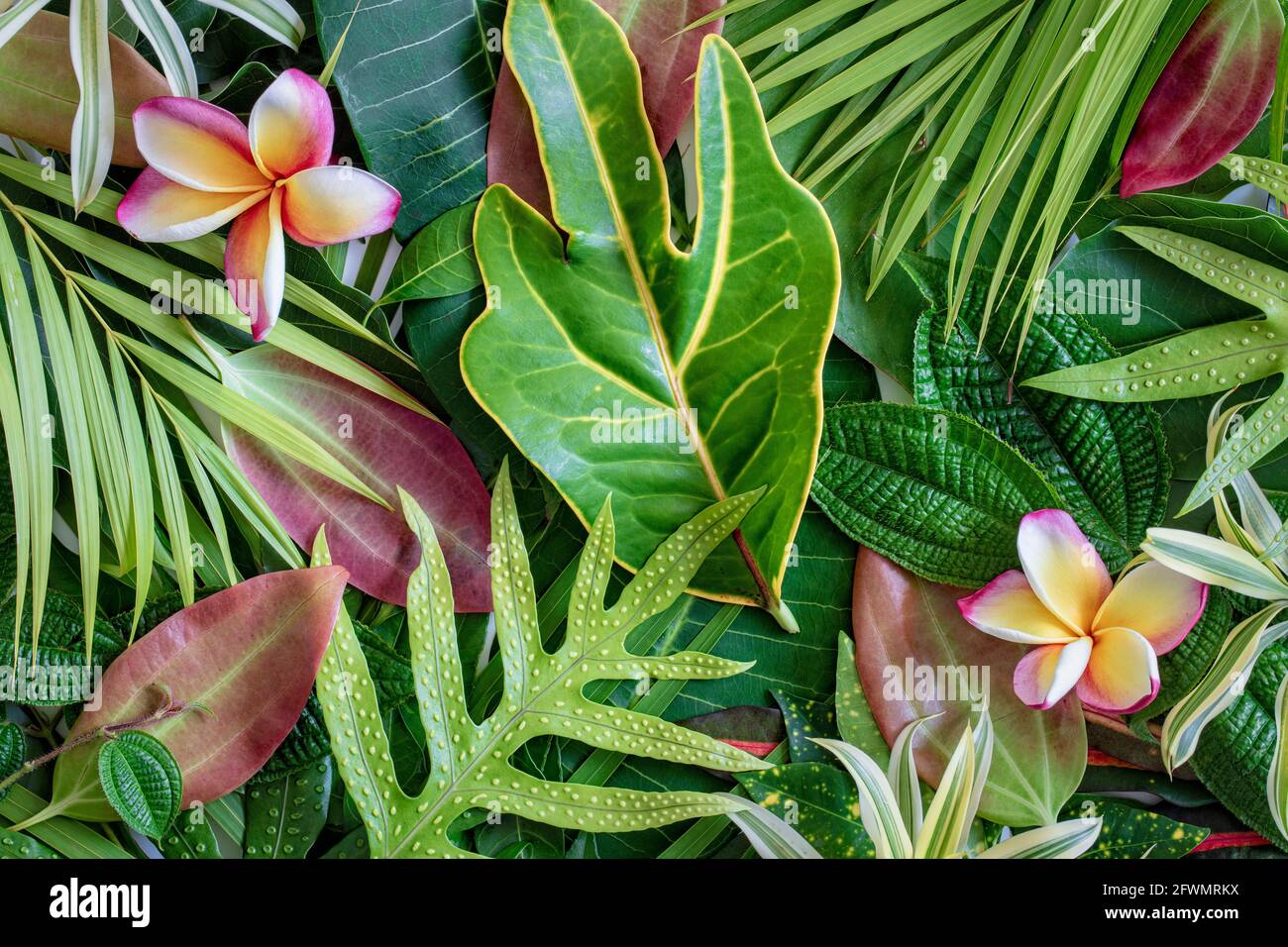 Summer tropical mix green leaves and flower background, top view Stock Photo