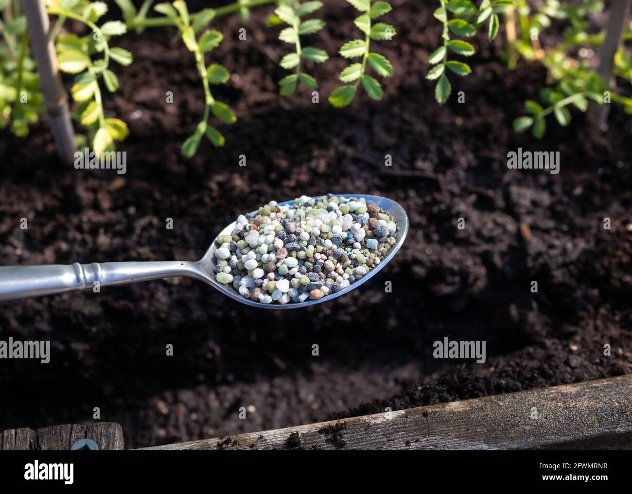 Spoon with granular fertilizer for flowers and vegetable with planter and soil background. 12-16-12 all-purpose fertilizer formula to replenish nutrie Stock Photo
