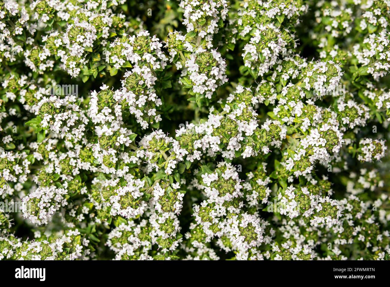 Thyme plant in bloom, top view. Close up thyme bush with tiny white