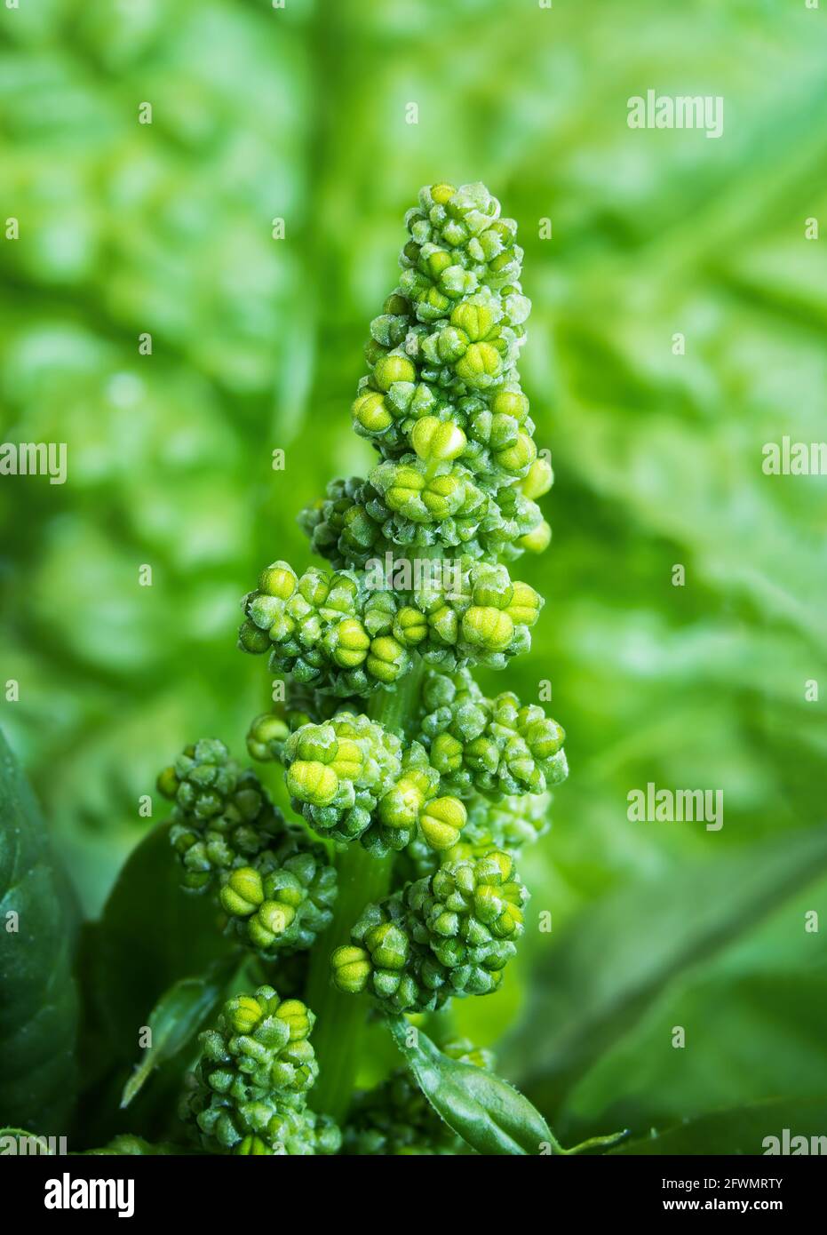 Spinach bolting, macro. Buds short before getting to flower or gone to