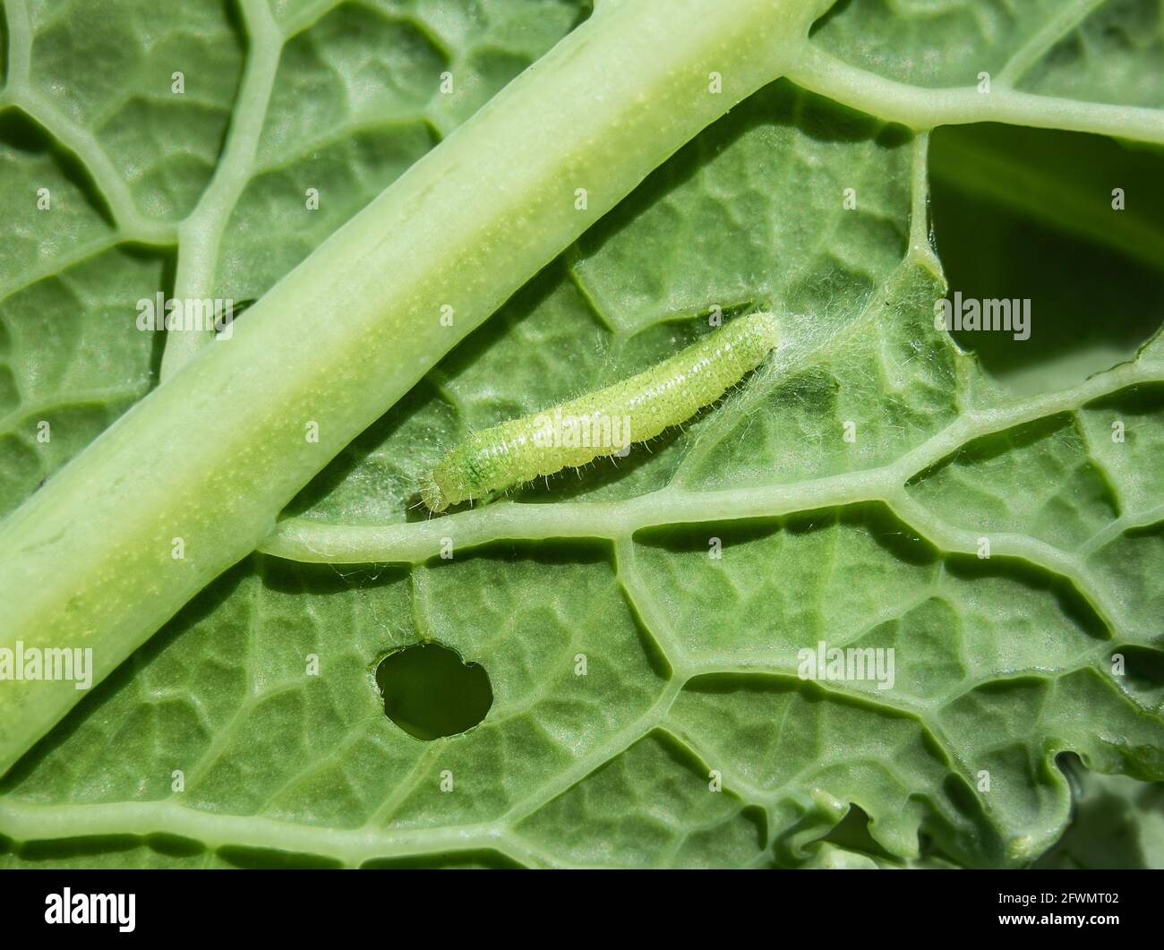 Larva of cabbage white butterfly, cabbage butterfly or Pieris rapae. Macro of tiny 1-5 days old yellow green caterpillar or larva feeding on a kale le Stock Photo