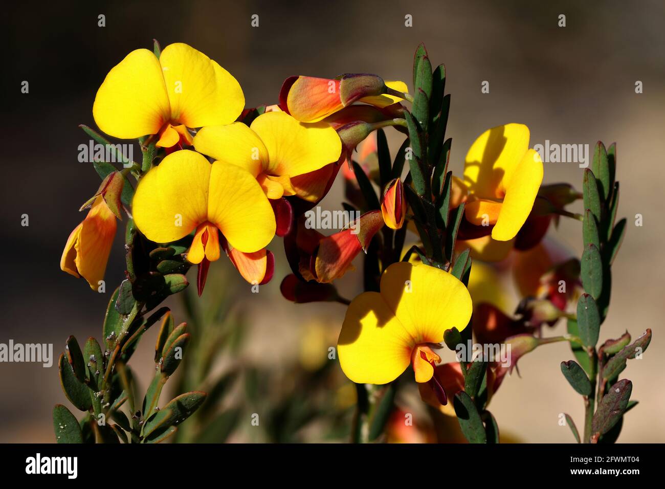 Variable Bossiaea plant in flower Stock Photo