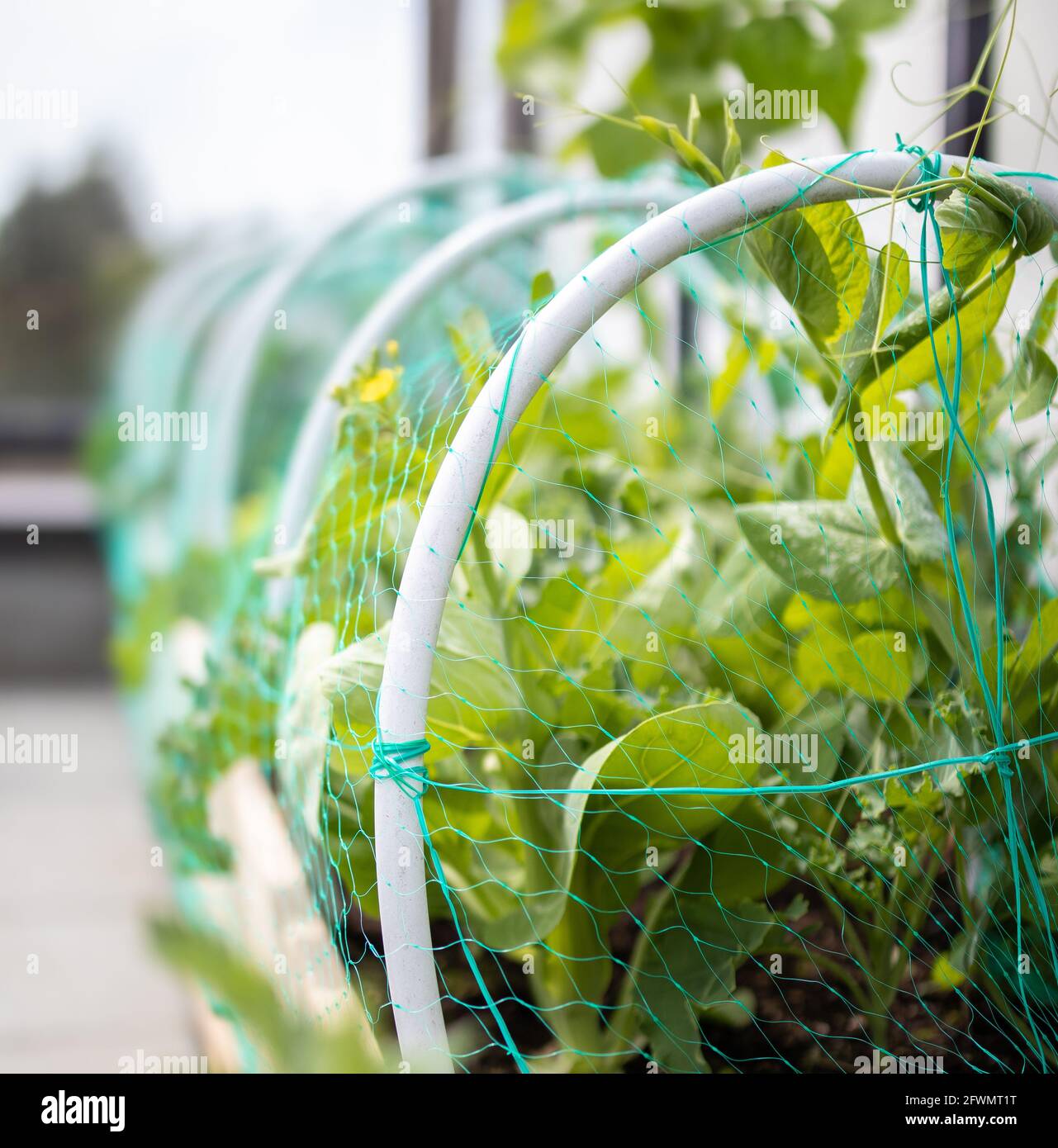 Garden vegetables covered with insect netting. Pesticide-free solution to protect brassicas, such as kale, pak choy and broccoli, from the cabbage mot Stock Photo
