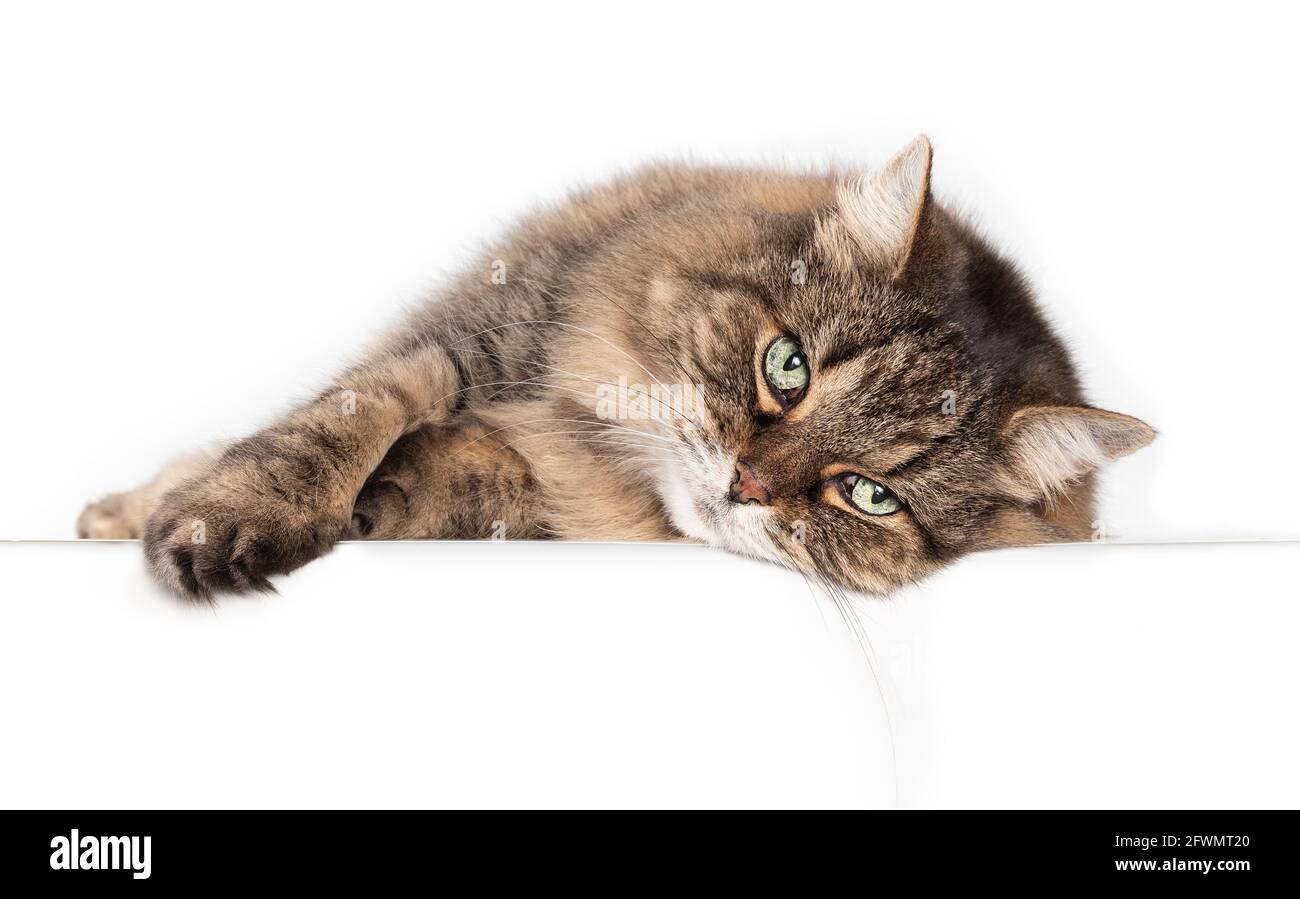 Senior cat lying sideways and looking at camera. Relaxed 15 year old female  tabby cat stretched out on white table with paw and head slightly over the  Stock Photo - Alamy
