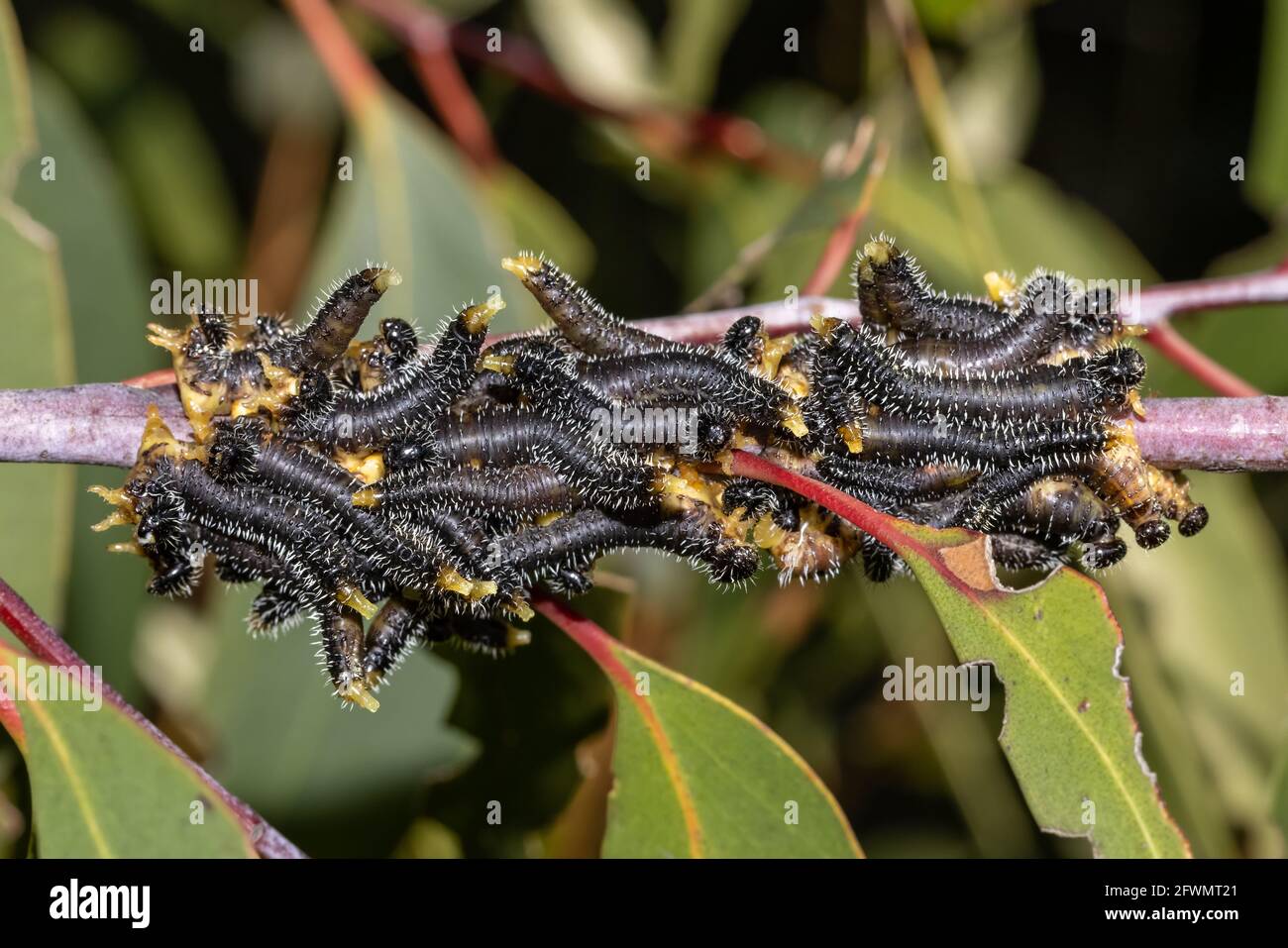 Sawfly larvae on Eucalyptus Tree Branch Stock Photo Alamy