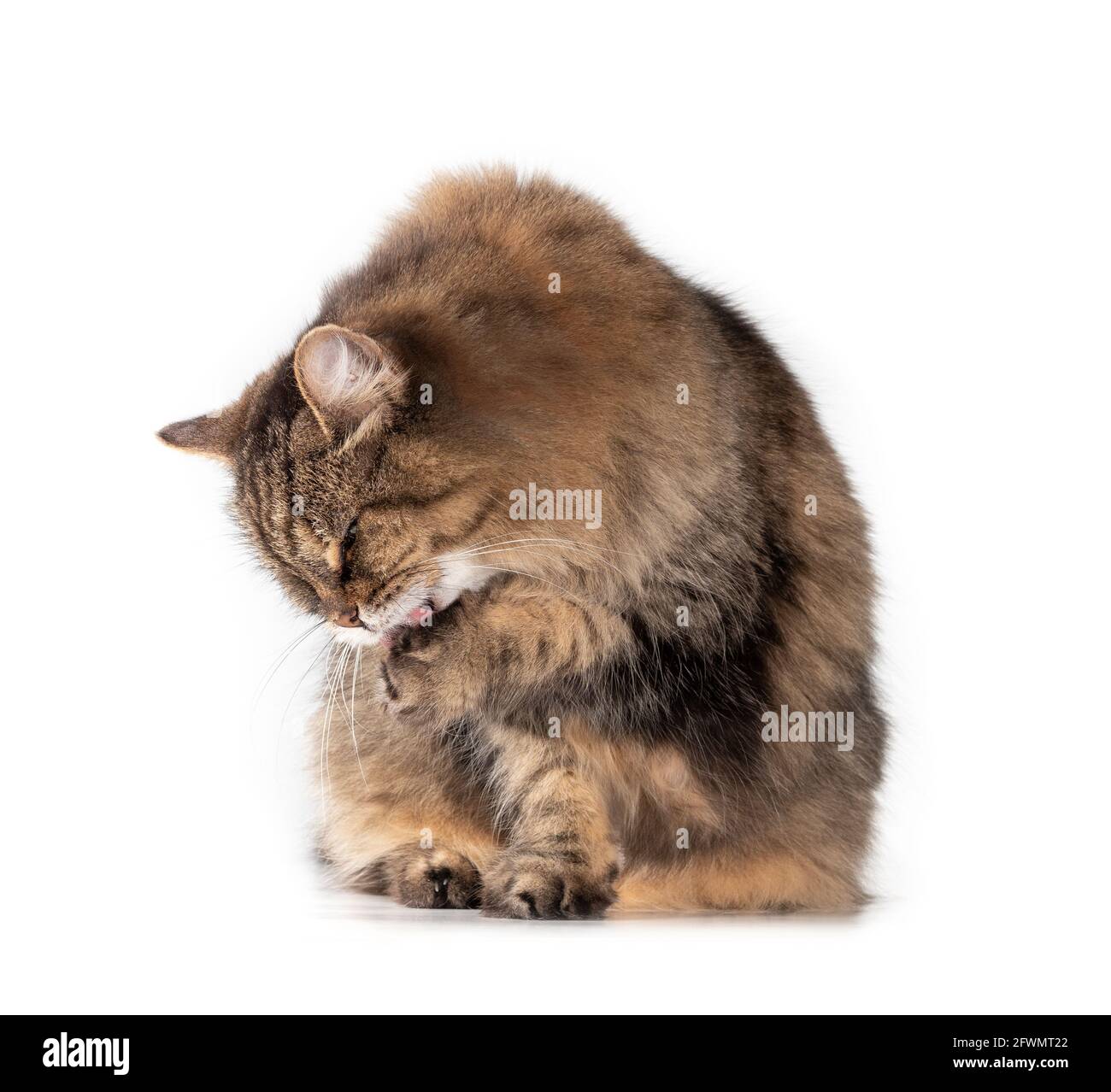 Picture Idea: Senior Cat Licking Paw With Visible Tongue Front View Of