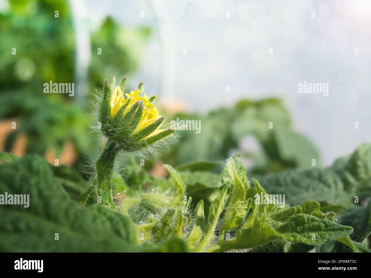 Tomato flower blossom in opening process. Stunning macro of tomato