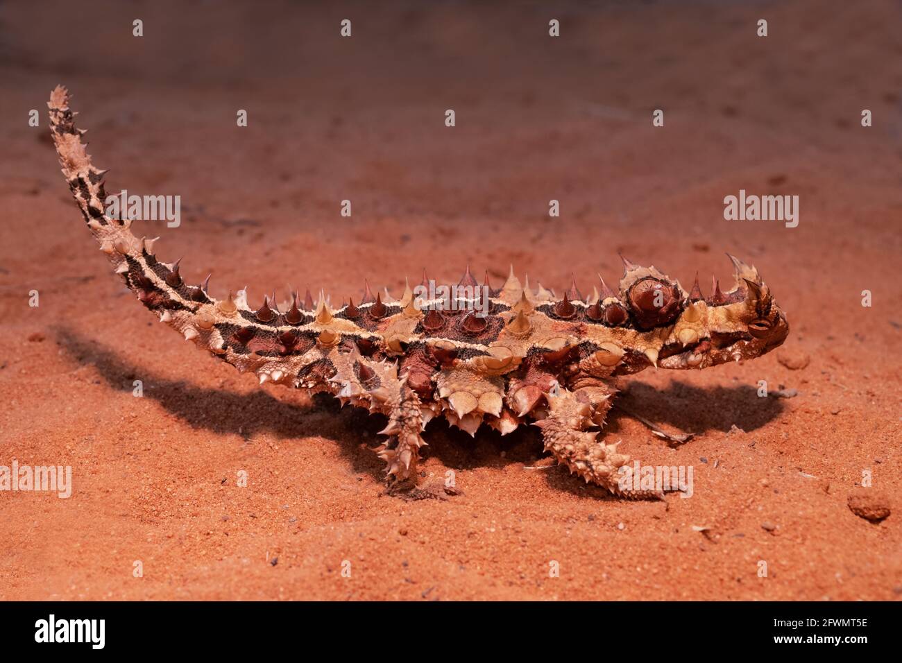 Thorny Devil Lizard from arid Australia Stock Photo Alamy
