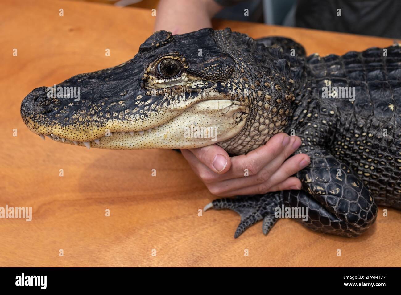 Reptile handler with American Alligator Stock Photo Alamy