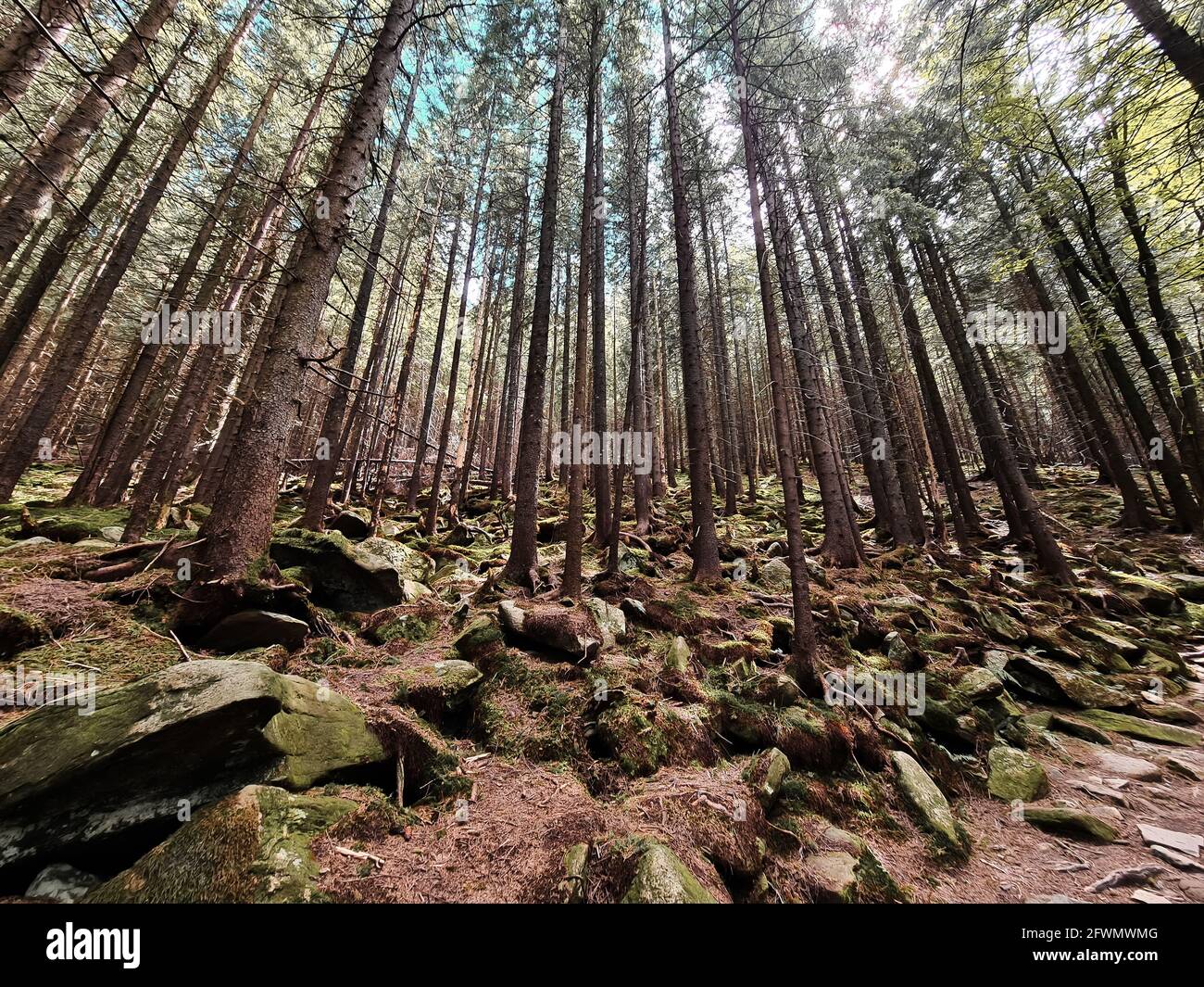 view from inside of fir tree forest. copy space Stock Photo