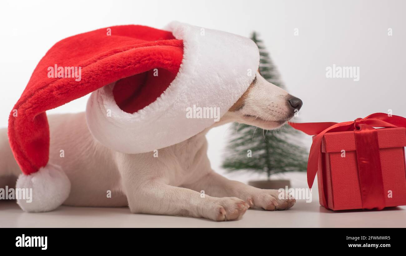 santa's little helper dog costume