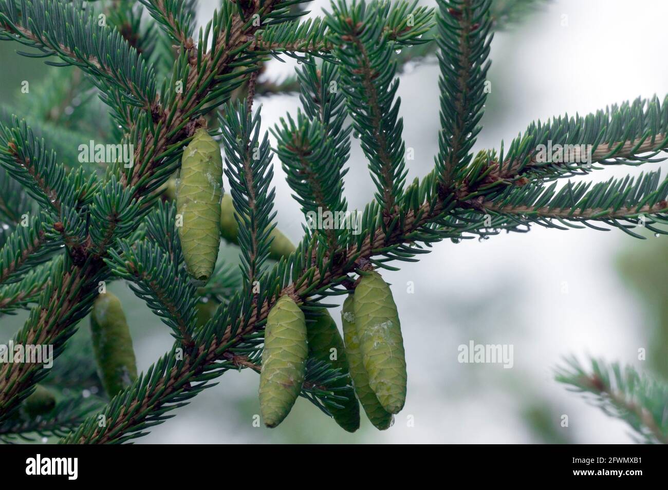 Immature cones on branches of White Spruce Tree, Picea glauca, oozing sap Stock Photo