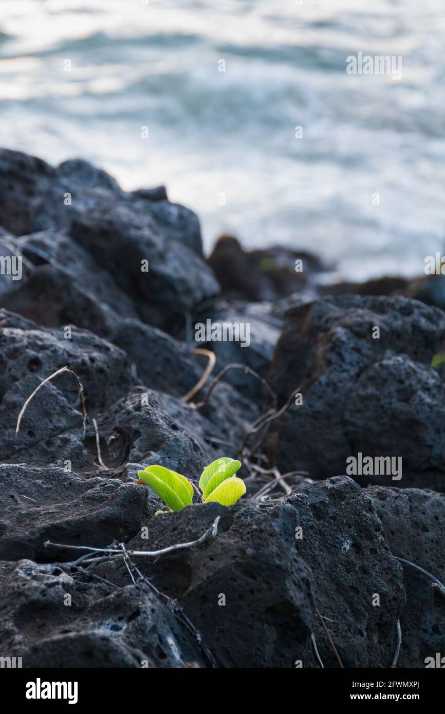 New green plant grows emerging from dark lava rocks on Maui coast. Stock Photo