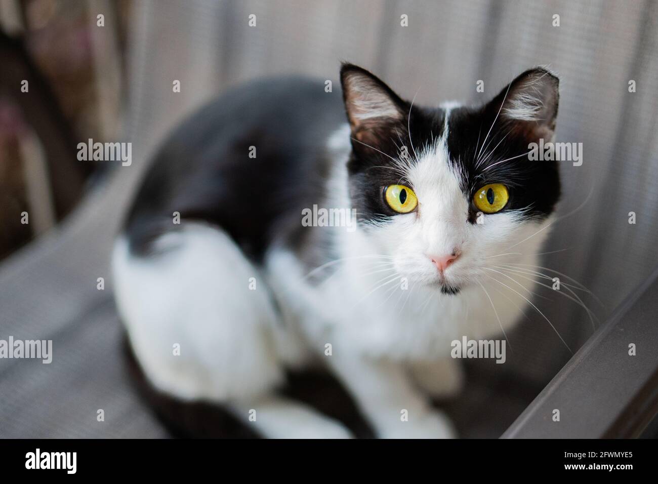 Cat overpopulation hires stock photography and images Alamy