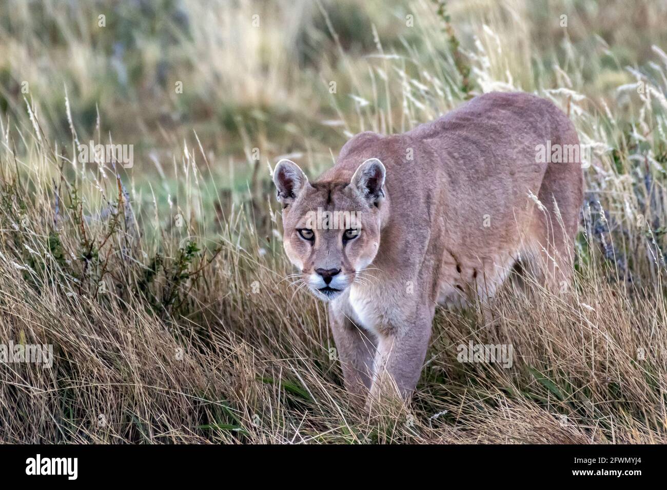 Patagonia puma hi-res stock photography and images - Alamy