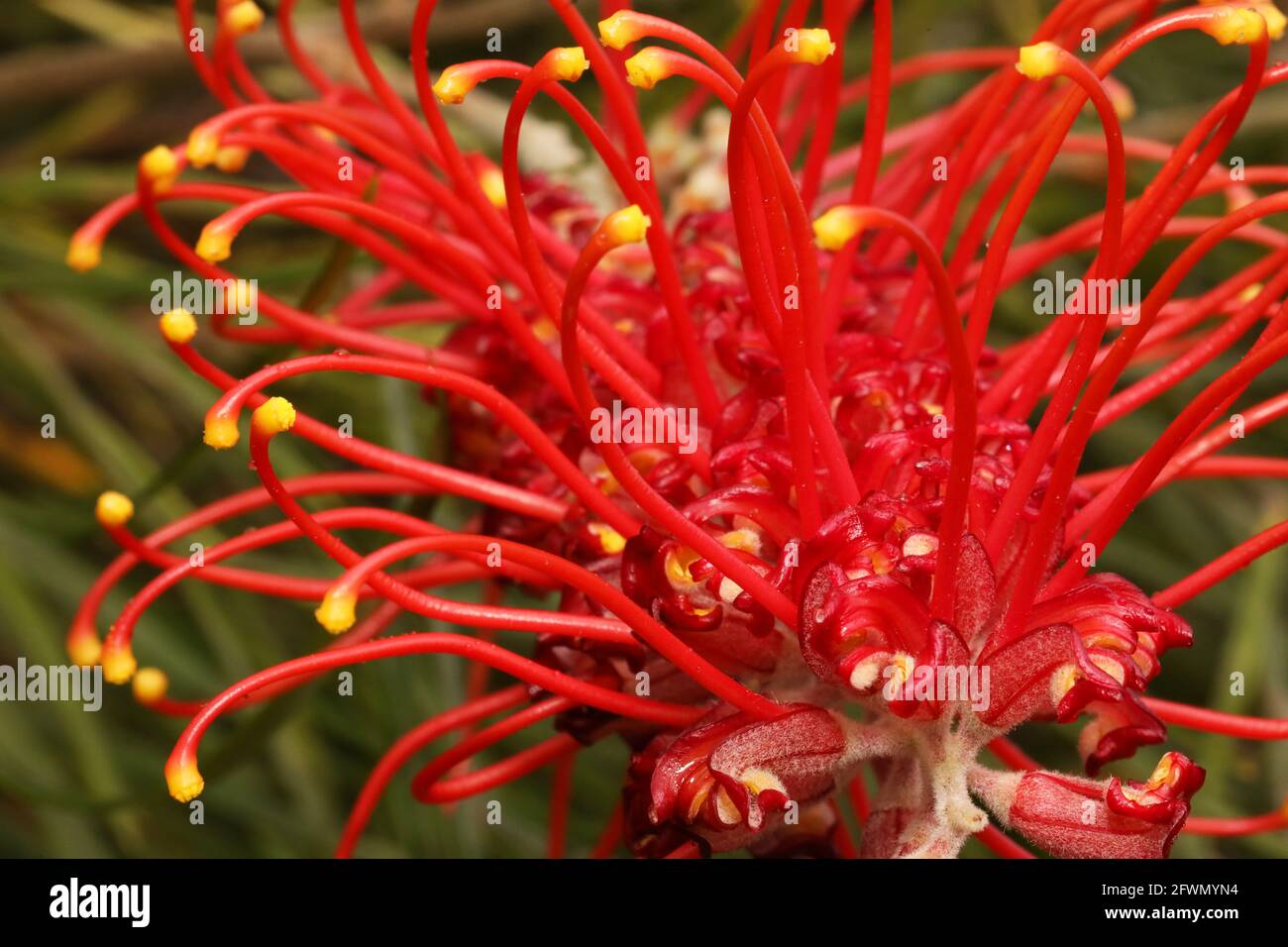 A close up macro image of a intensely bright red, yellow and orange Australian Native Grevillea flower. Floral bloom of Stock Photo