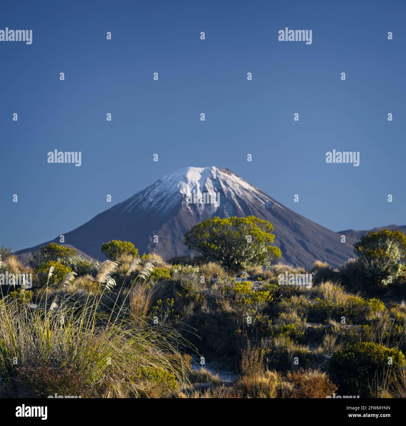 Mount Ngauruhoe in the Tongariro National Park , New Zealand , in the background with native flora in the foreground with close focus. Stock Photo