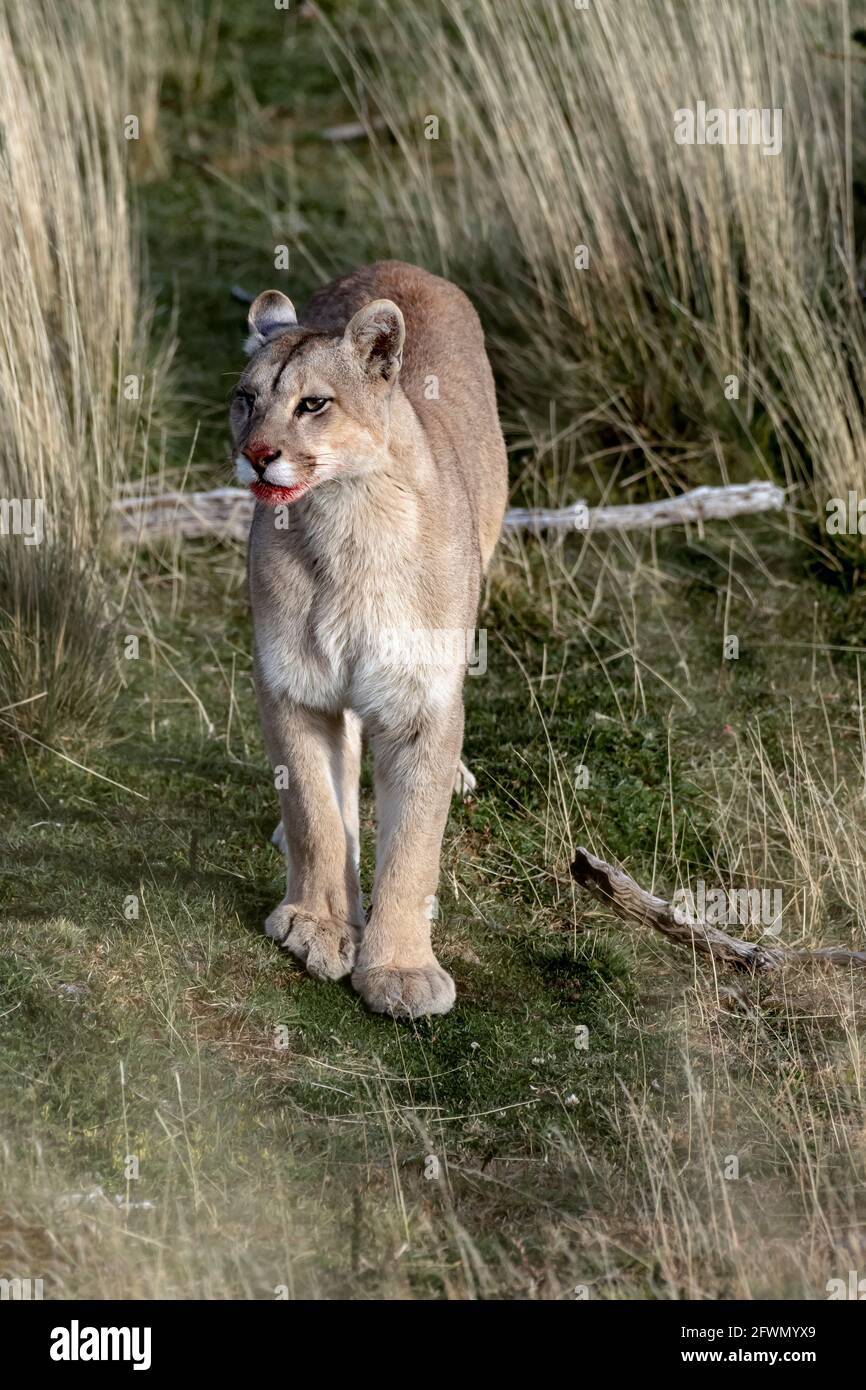 Puma in tall grass hi-res stock photography and images - Alamy