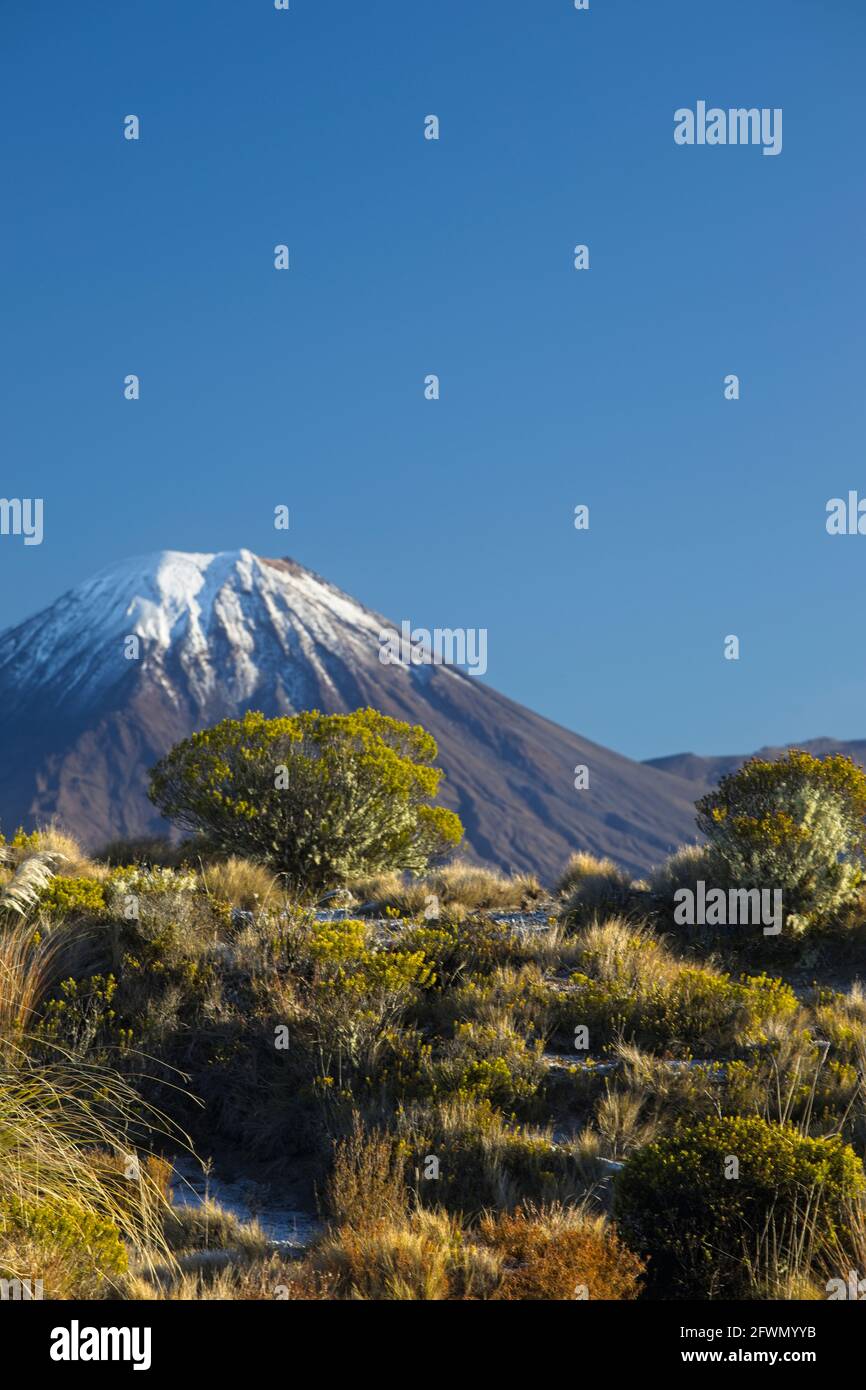 Mount Ngauruhoe in the Tongariro National Park , New Zealand , in the background with native flora in the foreground with close focus. Stock Photo