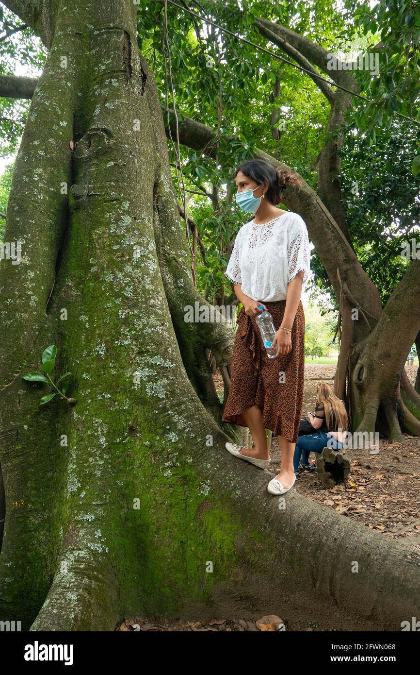 Medellin, Antioquia, Colombia - January 6 2021: Latin Woman Wearing a Face Mask is Climbing a Tree Stock Photo