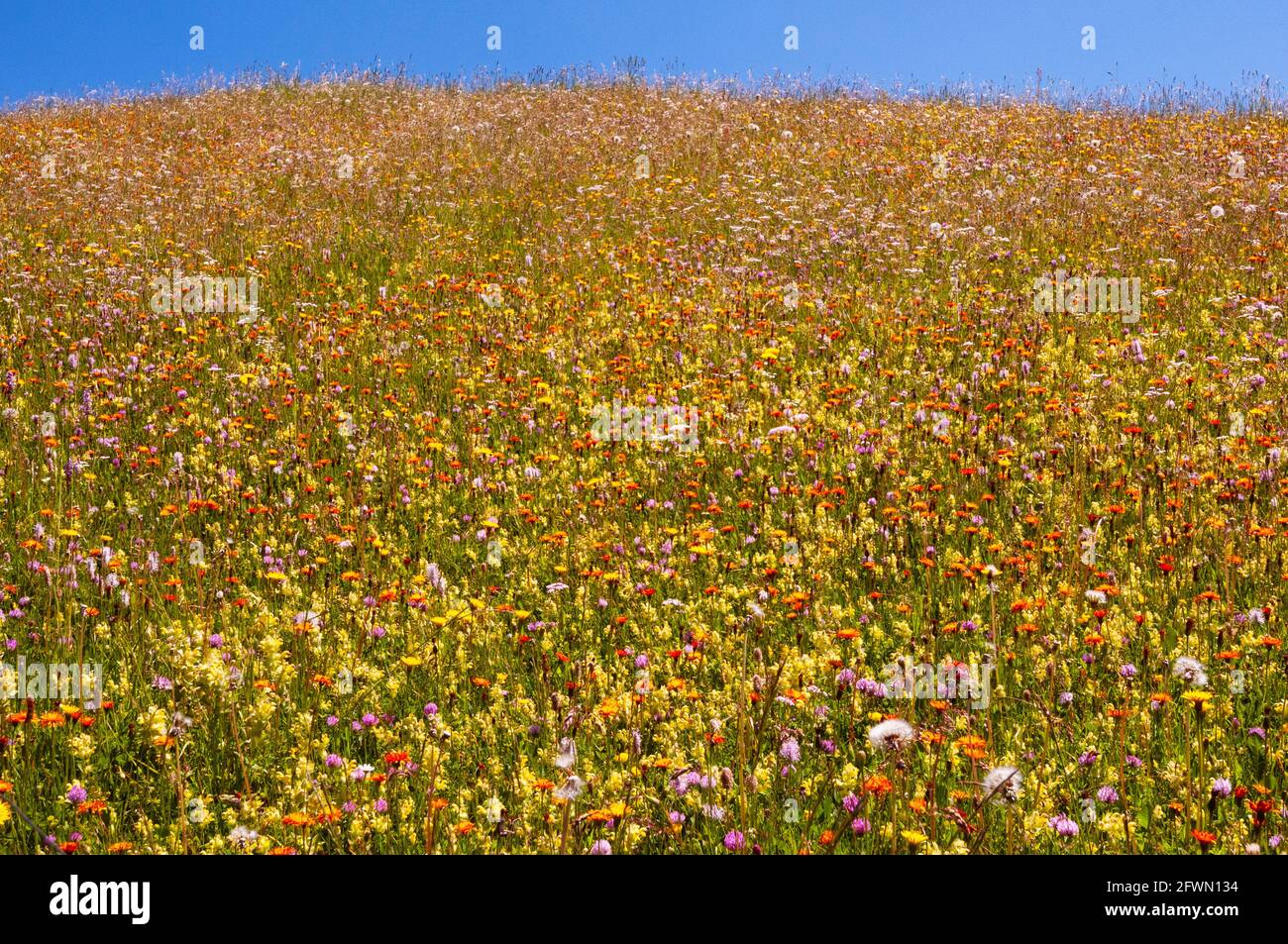 Hillside of wildflowers hi-res stock photography and images - Alamy