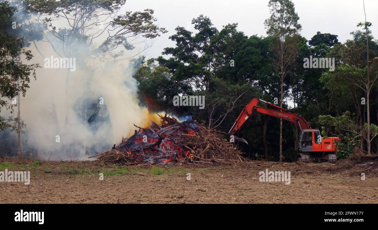 Landclearing and burning trees, near Cairns, Queensland, Australia. No MR or PR Stock Photo