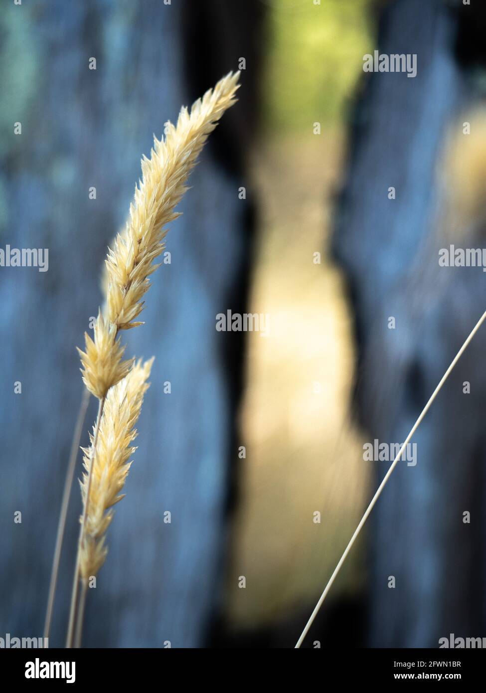 Two stalks of dry buffel grass. Stock Photo