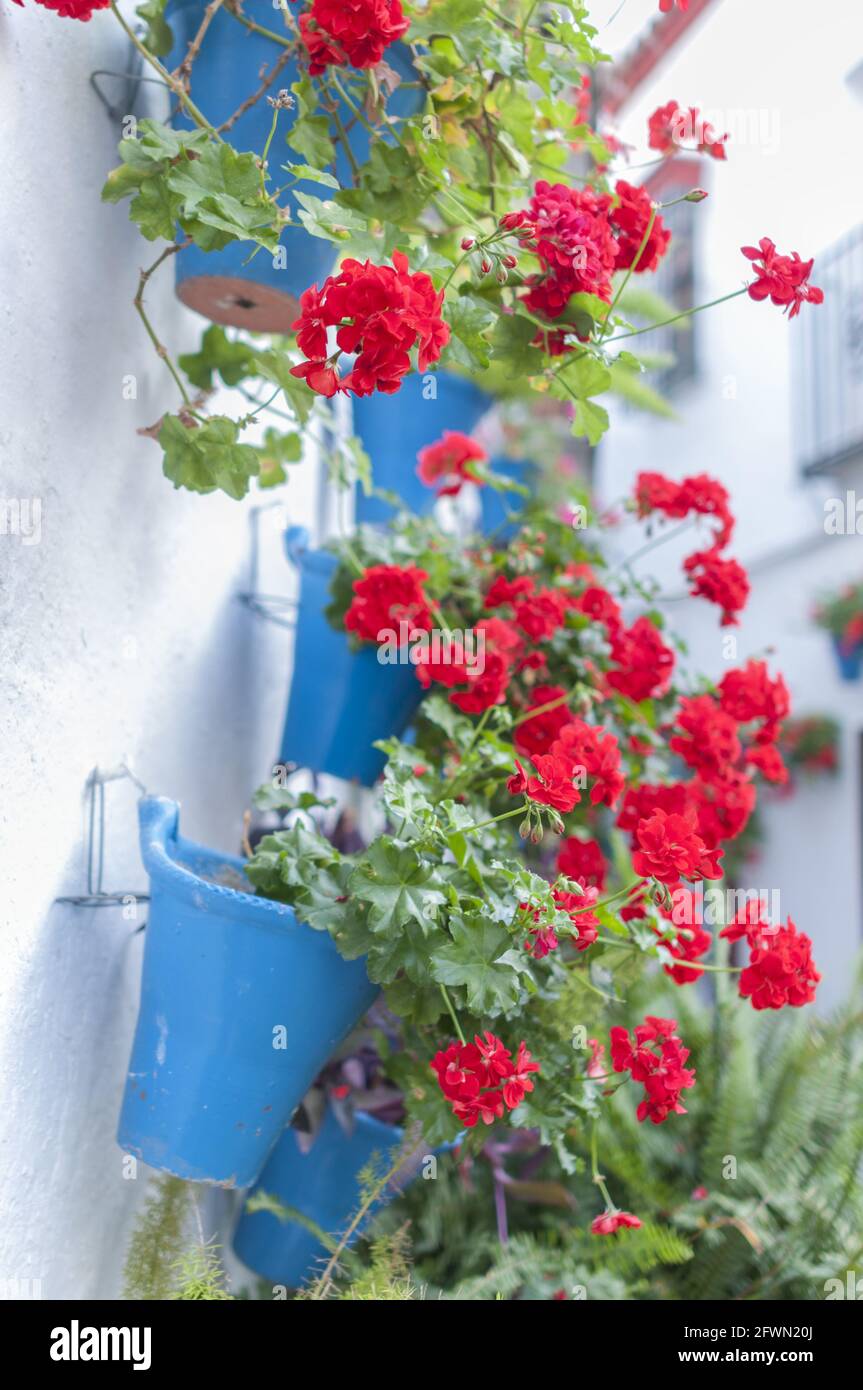 Vertical shot of yellow flowers on a wall, Andalusia, Spain Stock Photo