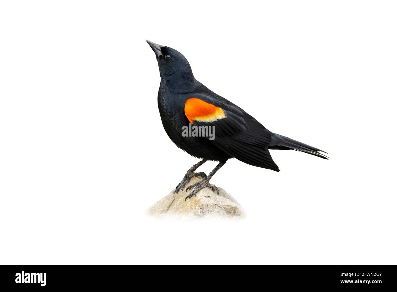 Red-winged Blackbird, Cut out on a White Background, (Agelaius phoeniceus), Adult Male, Bird, Stock Photo