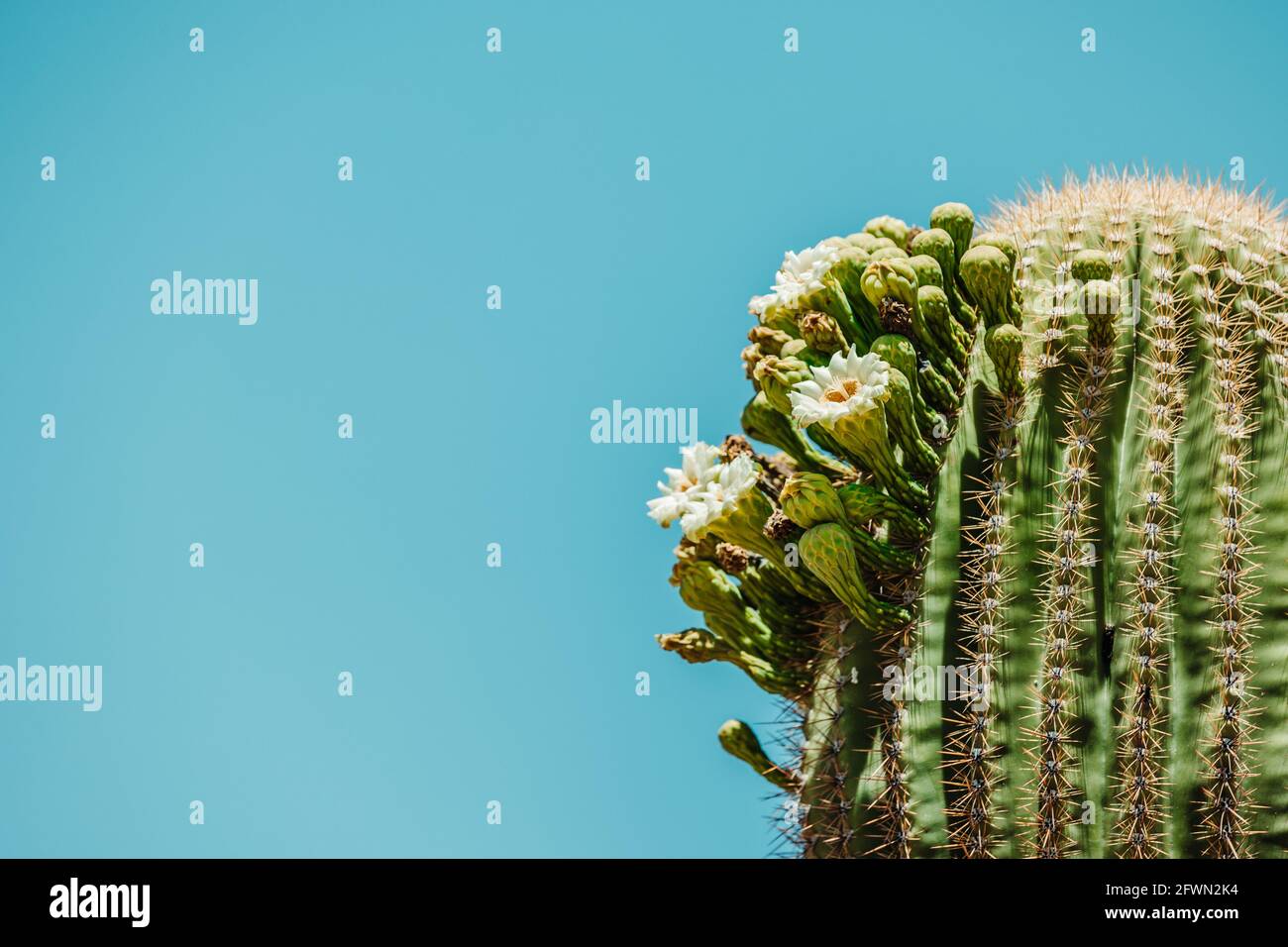 Dry desert cactus landscape in Arizona USA Stock Photo - Alamy