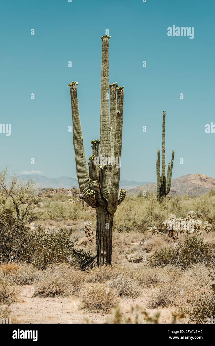 Dry desert cactus landscape in Arizona USA Stock Photo - Alamy