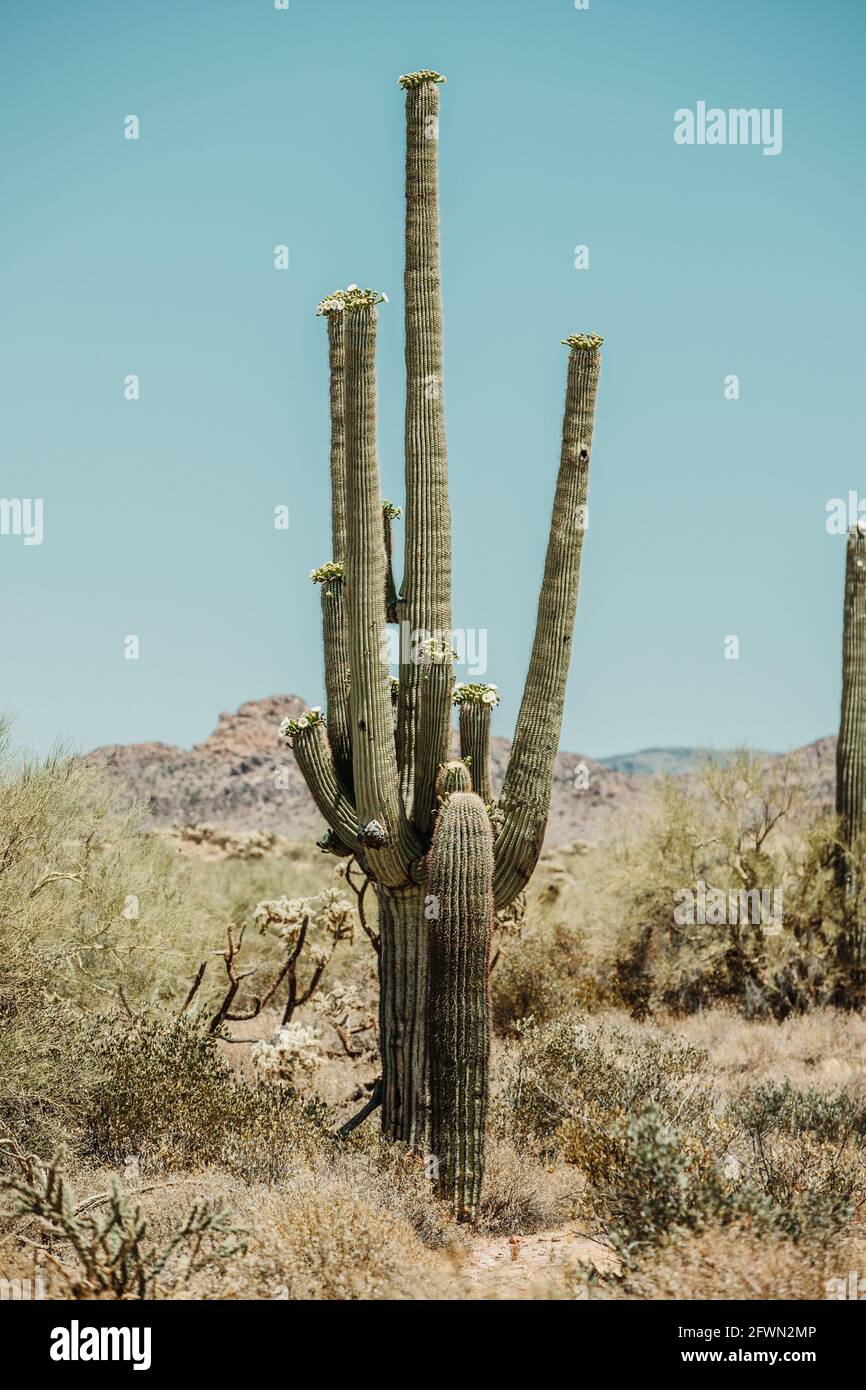Dry desert cactus landscape in Arizona USA Stock Photo - Alamy