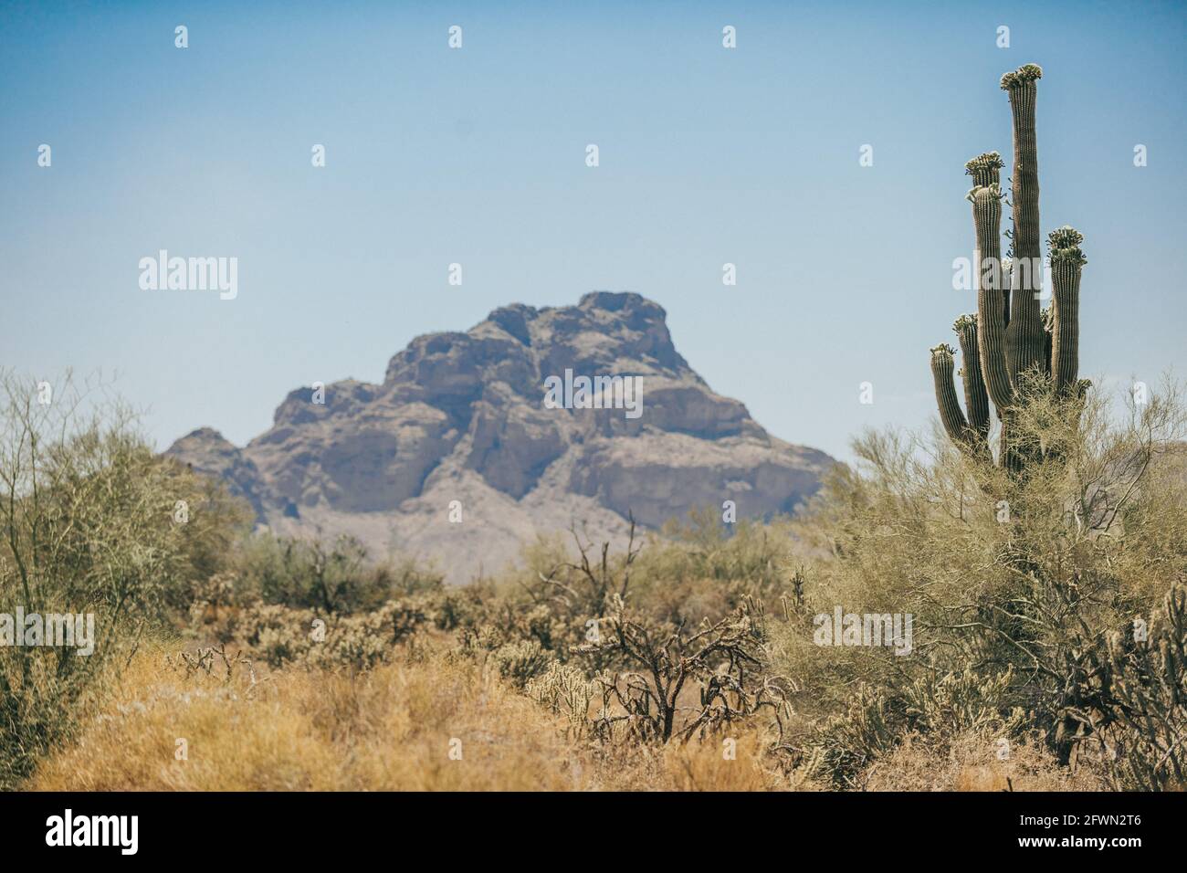 Dry desert cactus landscape in Arizona USA Stock Photo - Alamy