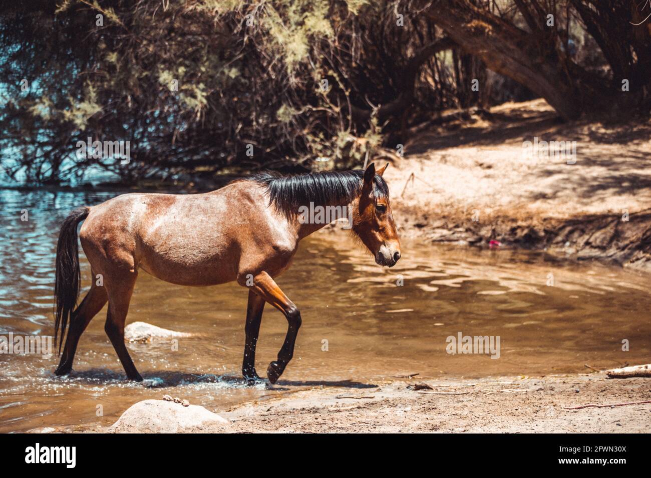 Wild horses drinking and grazing along the Salt River, Tonto National Forest in Mesa, Arizona, just outside of Phoenix, Arizona on 05-18-2021 Stock Photo