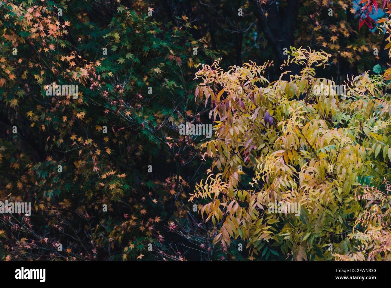 autumn trees with beautiful yellow and orange leaves shot with ...