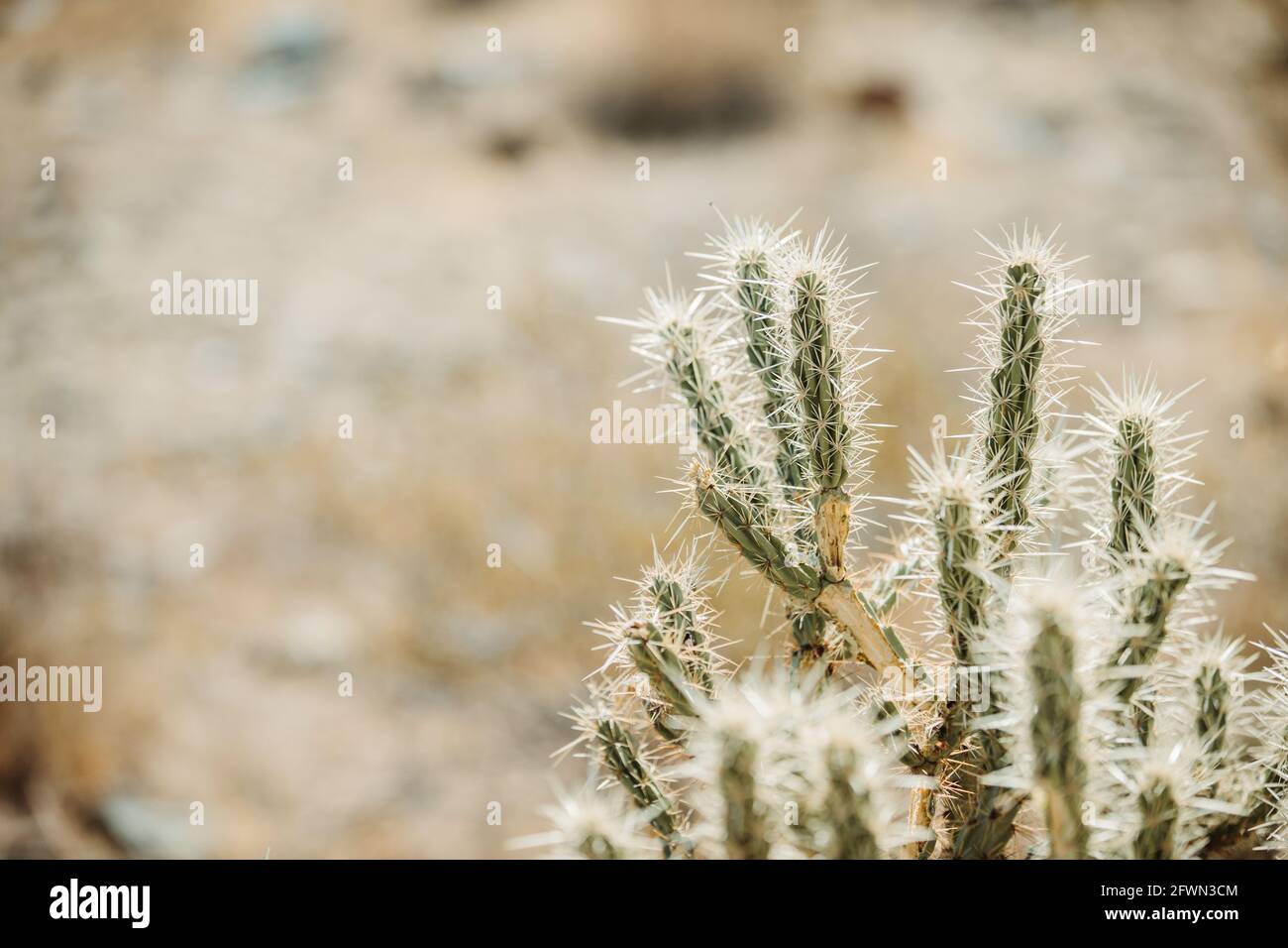 Dry desert cactus landscape in Arizona USA Stock Photo - Alamy