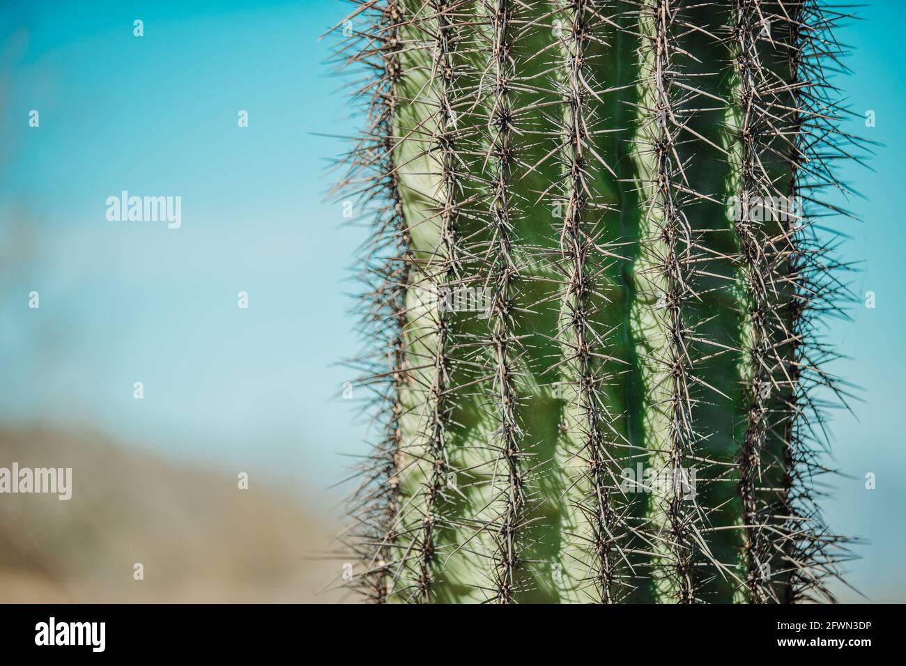 Dry desert cactus landscape in Arizona USA Stock Photo - Alamy