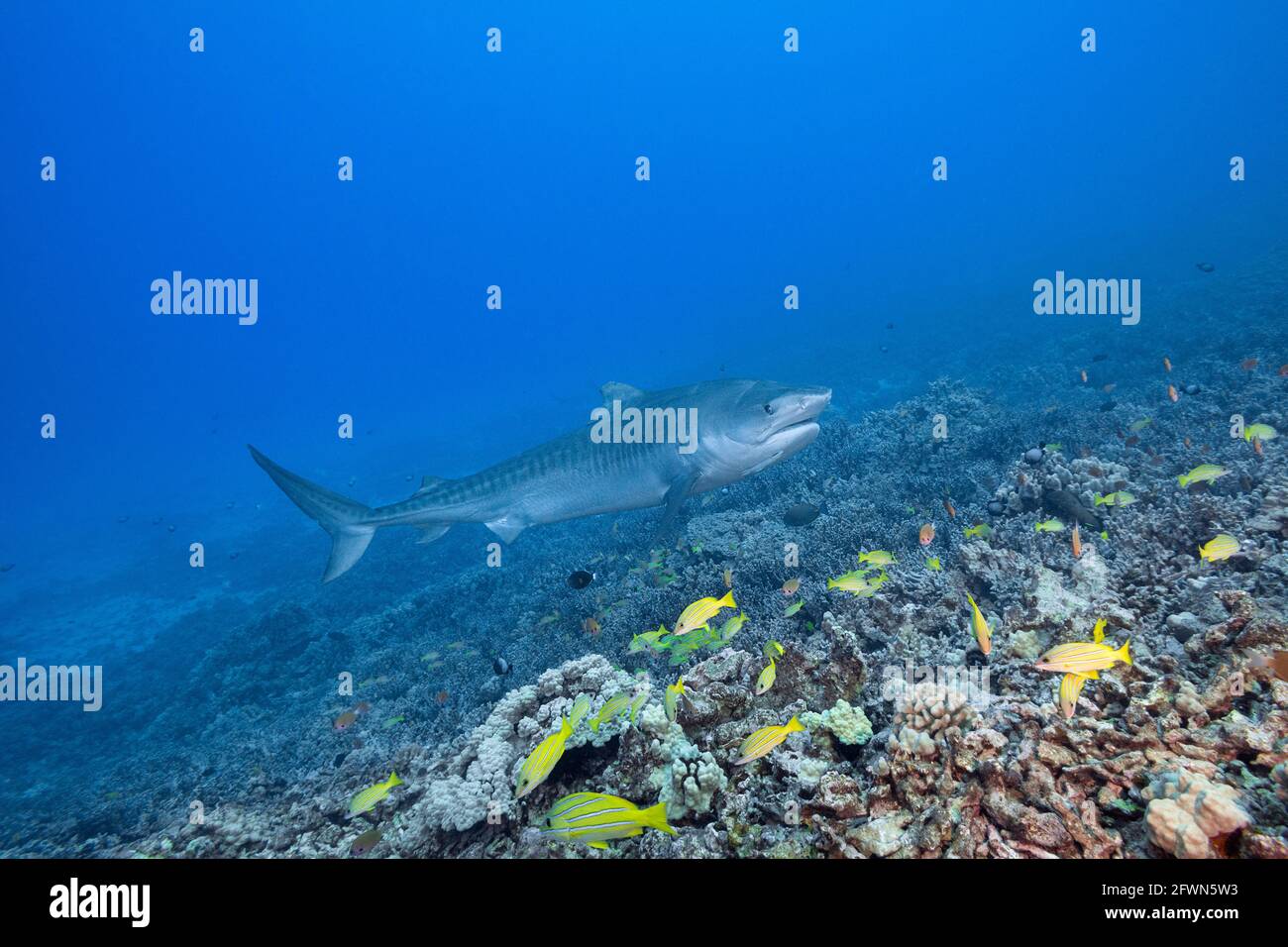 tiger shark, Galeocerdo cuvier, with small remora attached under lower jaw, swims over coral reef with school of bluestripe snapper, Kona, Hawaii, USA Stock Photo