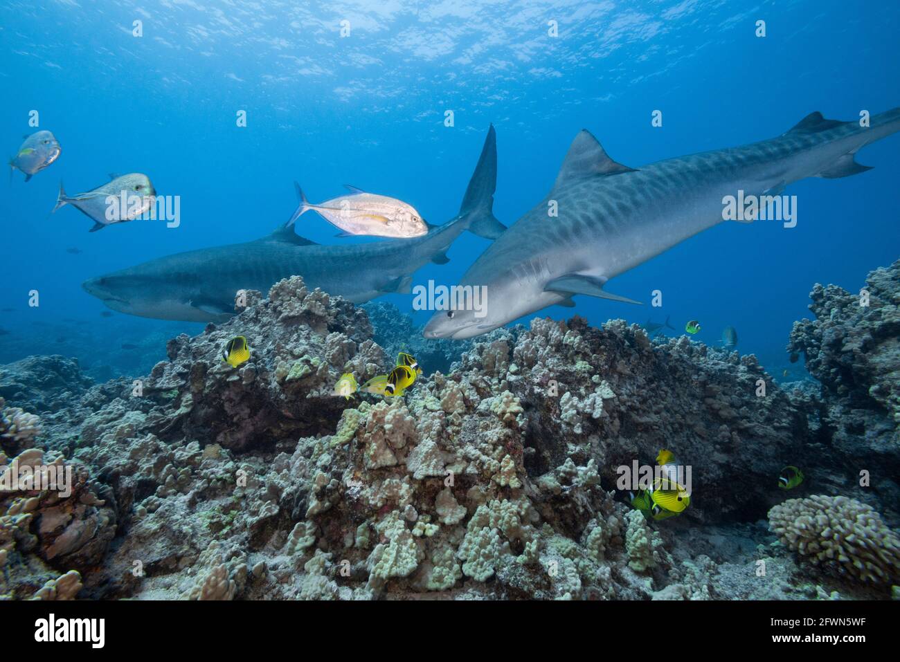 tiger sharks, Galeocerdo cuvier, swim over coral reef with bluefin