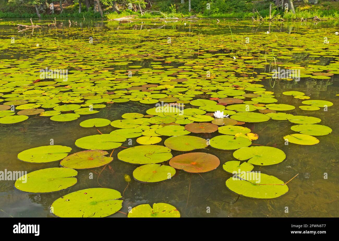 Lily Pads on a Sunny North Woods Lakeshore on Crooked Lake in the Sylvania Wilderness in Michigan Stock Photo