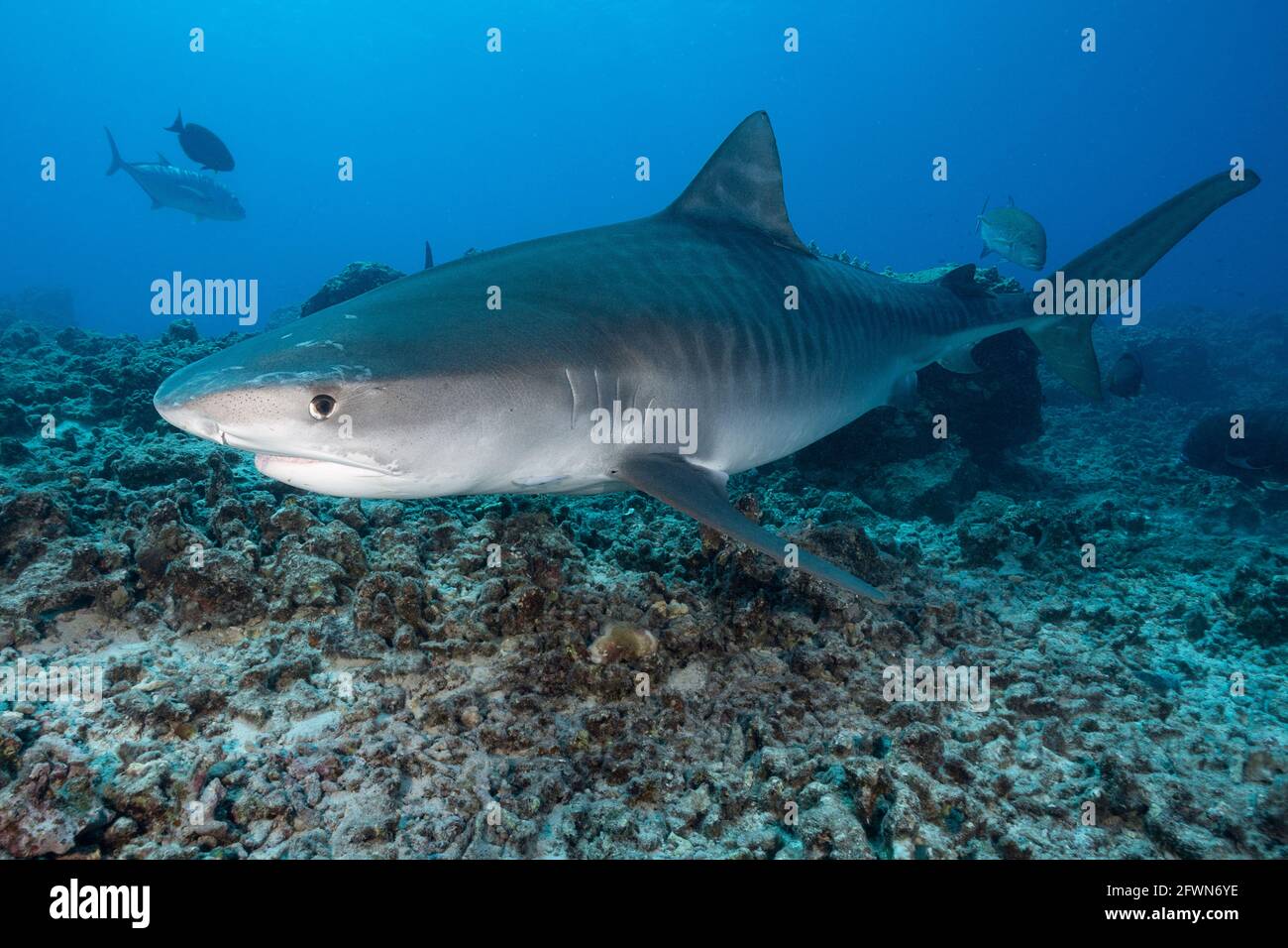 tiger shark, Galeocerdo cuvier, swims over coral rubble, Honokohau, Kona, Big Island, Hawaii, USA ( Central Pacific Ocean ) Stock Photo