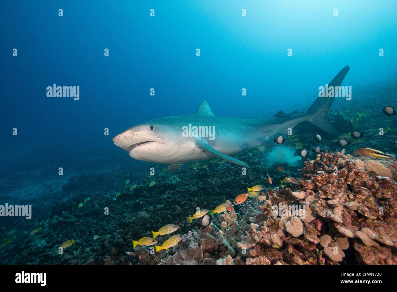 large female tiger shark, Galeocerdo cuvier, swims over coral reef slope populated by blueline snappers, damselfish, and hawkfish, Honokohau, Kona, Bi Stock Photo