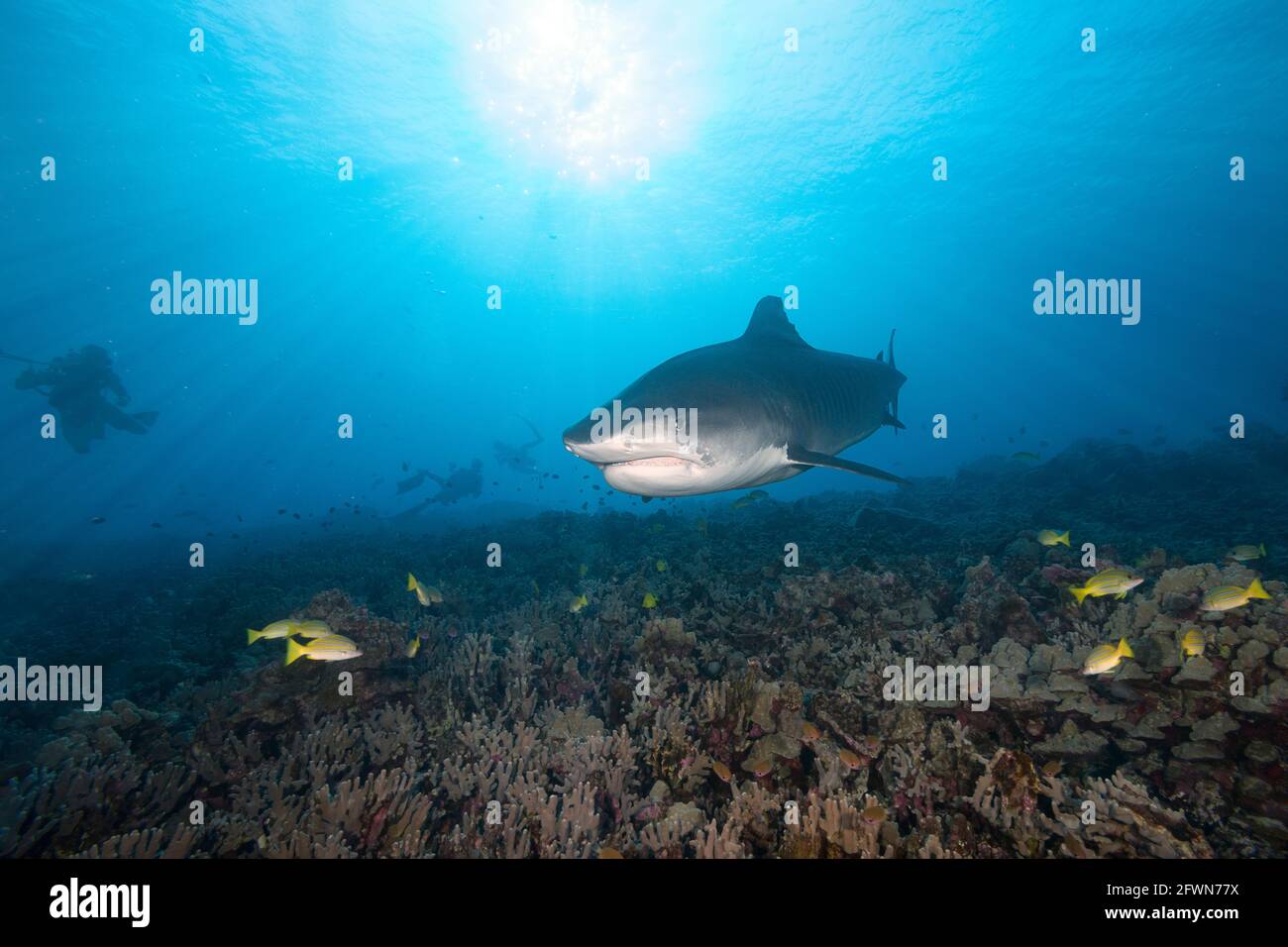 tiger shark, Galeocerdo cuvier, and scuba divers, Honokohau, Kona, Big Island, Hawaii, USA ( Central Pacific Ocean ) Stock Photo