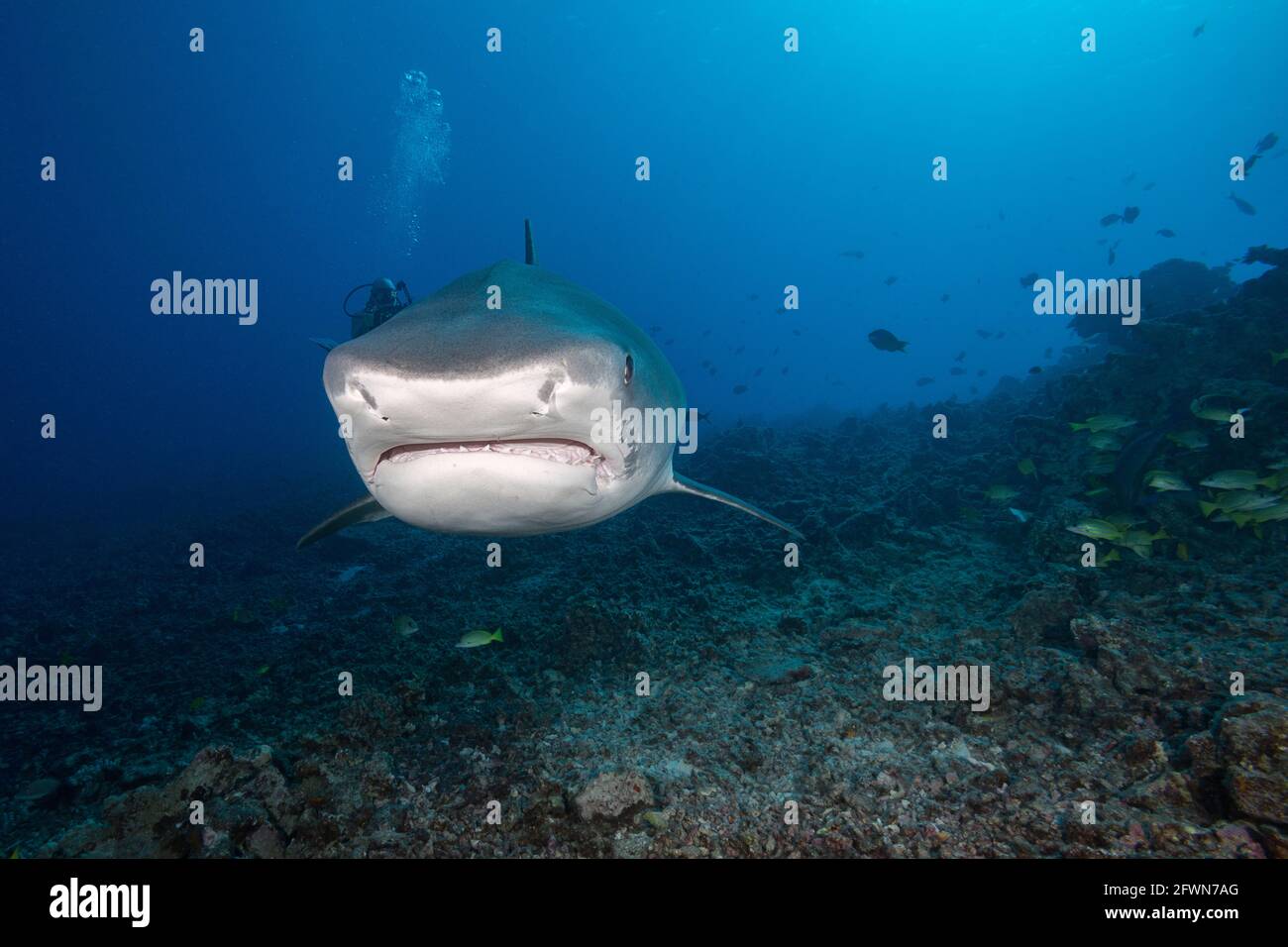 tiger shark, Galeocerdo cuvier, Honokohau, Kona, Big Island, Hawaii, USA ( Central Pacific Ocean ) Stock Photo